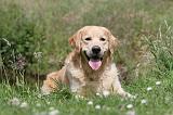 GOLDEN RETRIEVER 385